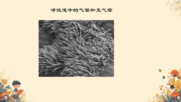 4.3.1 呼吸道对空气的处理课件(共16张PPT)人教版七年级下册