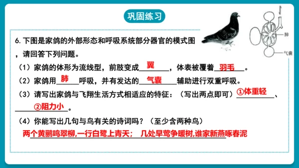 第一章动物的主要类群（复习课件）-八年级生物上册同步教学精制课件（人教版）(共25张PPT)