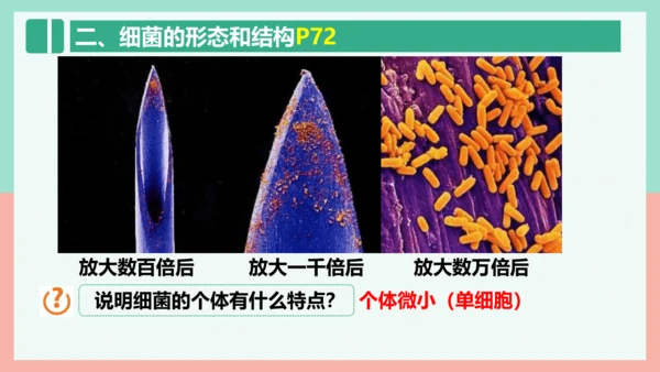 5.4.2  细菌  课件-人教版生物八年级上册(共39张PPT)