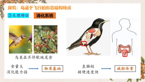 人教版生物八年级上册5.1.6《鸟》课件(共27张PPT)