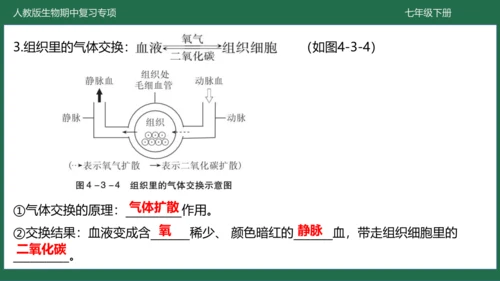 第三章 人体的呼吸（-七年级生物下学期期中考点大串讲（人教版）(共25张PPT)