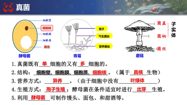 人教版（2024）七年级上册生物七年级上册期末总复习课件(共31张PPT)