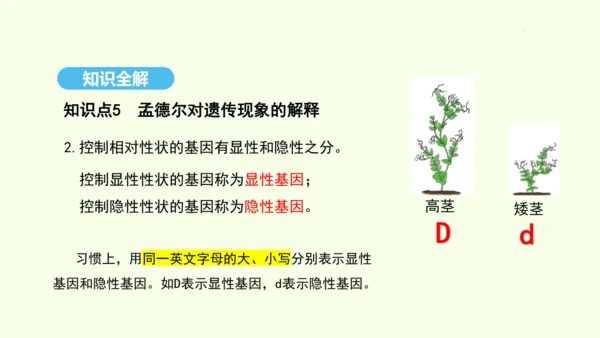 7.2.3基因的显性和隐性课件-人教版生物八年级下册(共31张PPT)