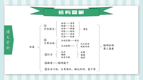 统编版五年级语文上册第17课《松鼠》教学课件