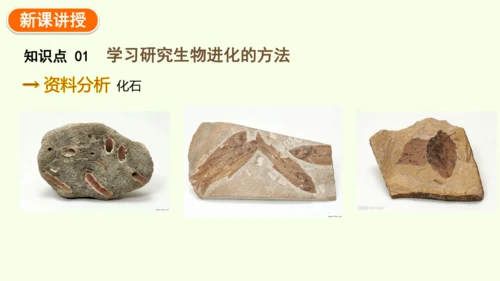 7.3.2生物进化的历程-八年级生物人教版下学期同步精品课件(共34张PPT)