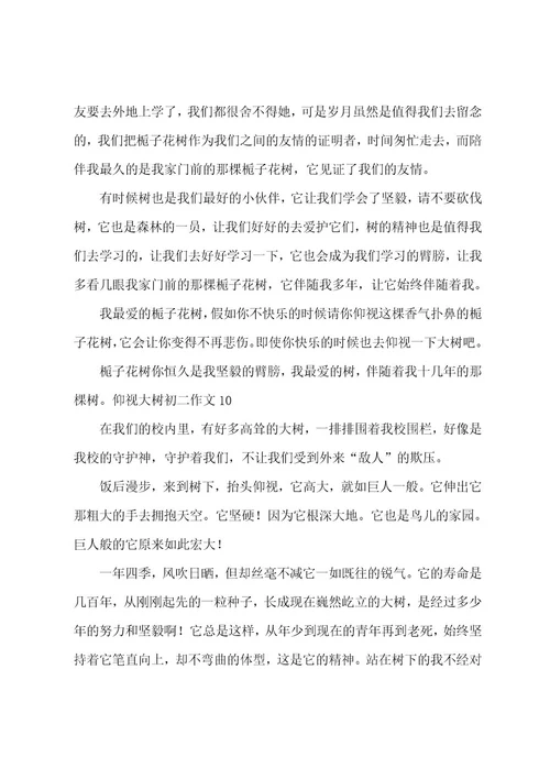 仰望大树初二作文