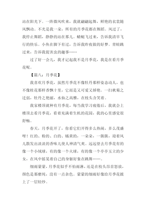 月季花的作文300字-2.docx