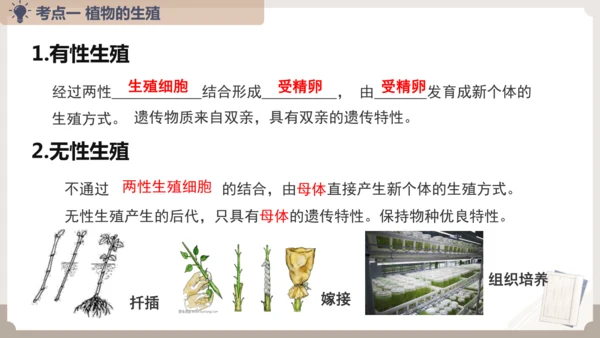 复习专题五生物的生殖和发育（串讲课件）-八年级生物上学期期末考点大串讲（人教版）(共20张PPT)