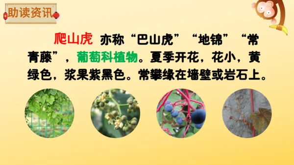 10 爬山虎的脚   课件