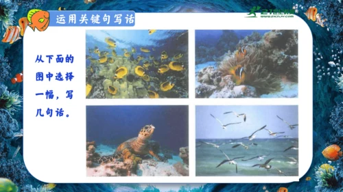 18.富饶的西沙群岛  课件