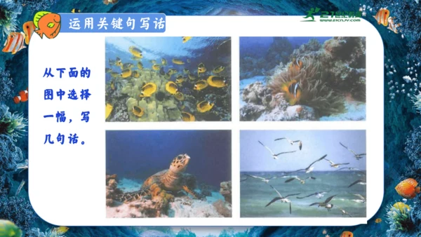 18.富饶的西沙群岛  课件