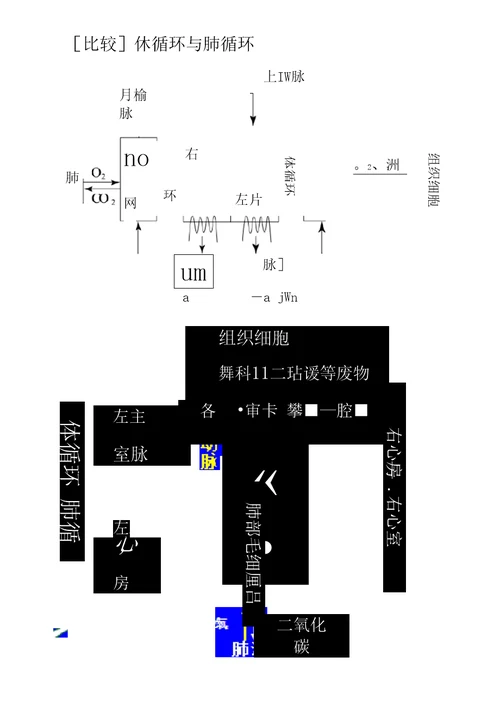 血液循环生物知识点