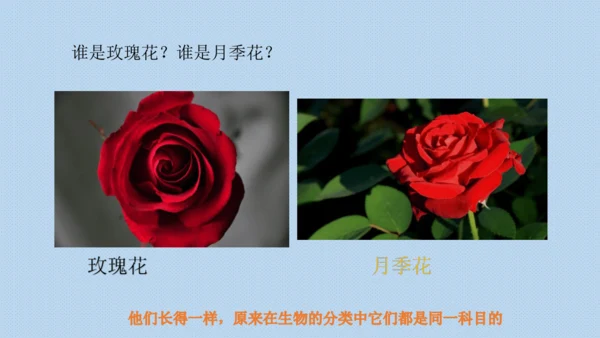 校园里的花（课件33页）-美术三年级上册人教版