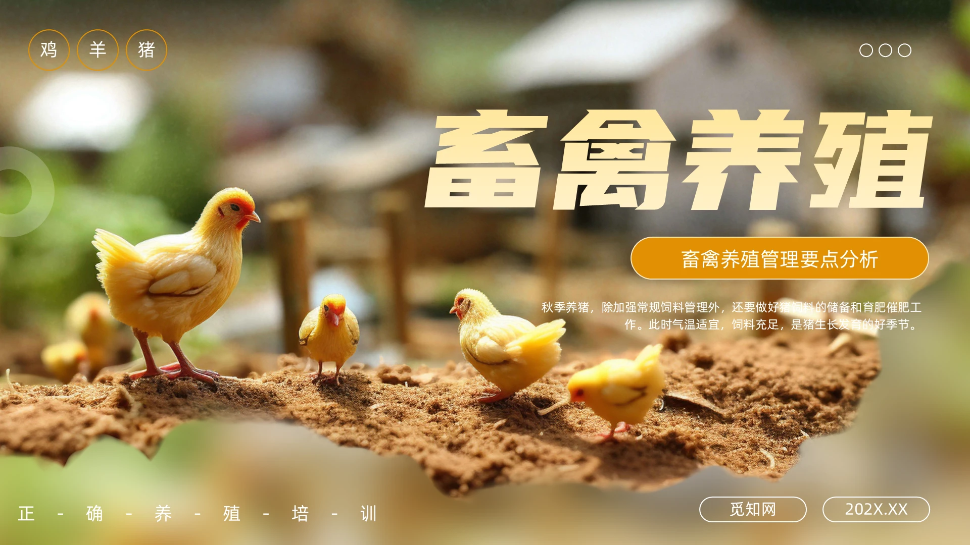 橙色简约畜禽养殖培训PPT