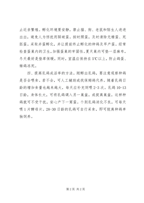 如何提高产蛋鸽生产力的有效方法.docx