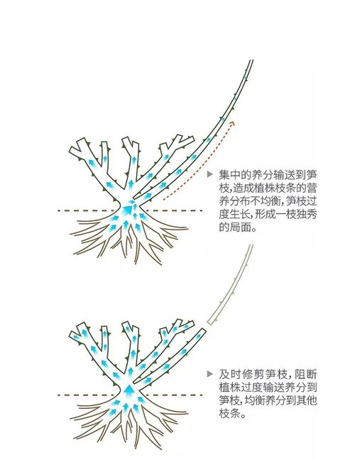 实用月季修剪指南