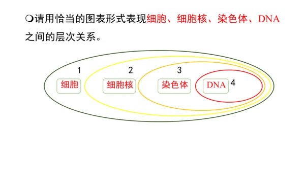 人教版（2024）七年级上册1.3.1细胞通过分裂产生新细胞 课件(共19张PPT)