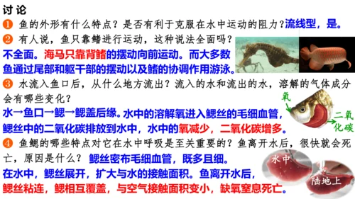 人教版生物八年级上册5.1.4《鱼》课件(共17张PPT)