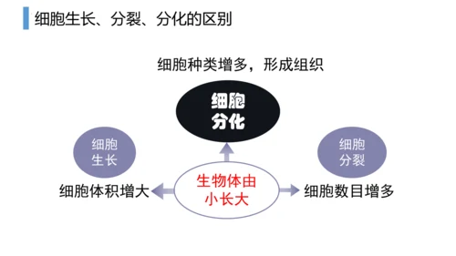2.2.2 动物体的结构层次-2023-2024学年七年级生物上学期备课课件（人教版）(共26张PP