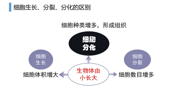 2.2.2 动物体的结构层次-2023-2024学年七年级生物上学期备课课件（人教版）(共26张PP