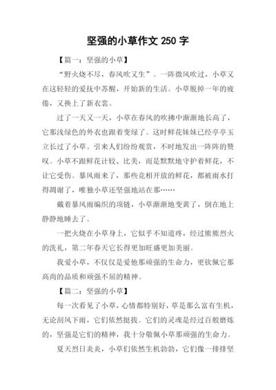 坚强的小草作文250字.docx