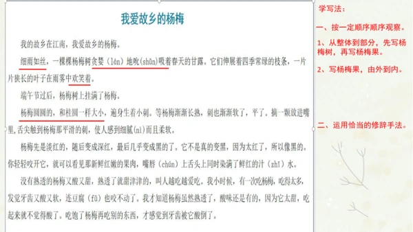 统编版三上第五单元 习作例文：我爱故乡的杨梅   课件