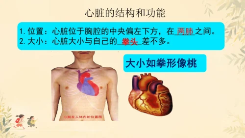 初中生物学>人教版（新课程标准）七年级下册4.4.3 输送血液的泵──心脏课件(共23张PPT)