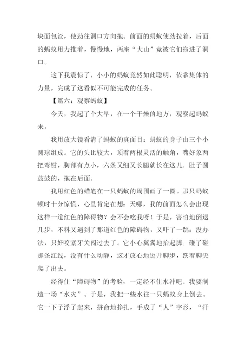 三年级作文观察蚂蚁.docx