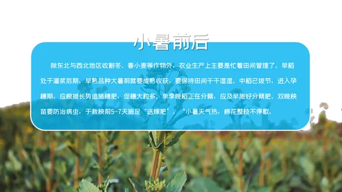 清凉蓝色小者可乐冰块通用PPT模板