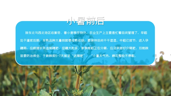 清凉蓝色小者可乐冰块通用PPT模板