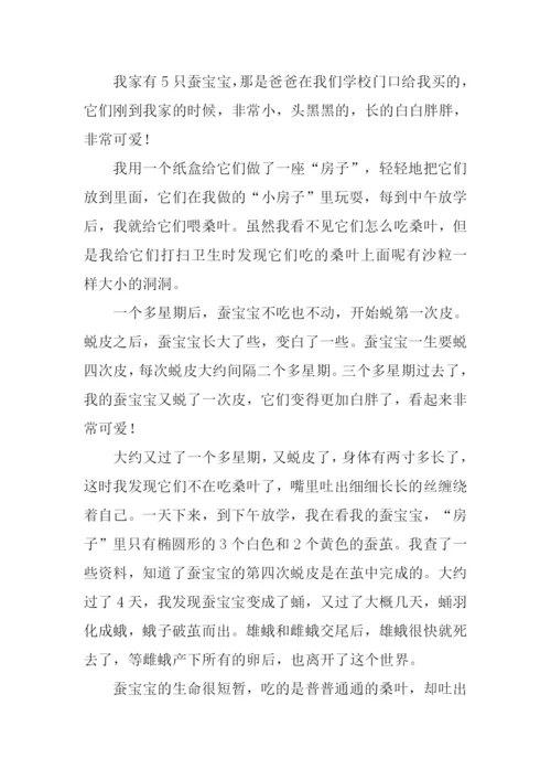 蚕宝宝的作文-1.docx