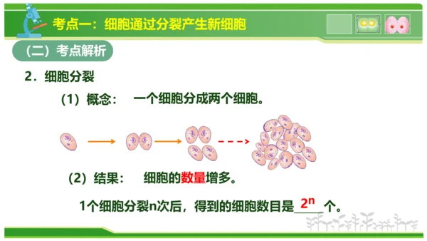 第三章从细胞到生物体（串讲课件）-七年级生物上学期期中考点大串讲（人教版2024）(共40张PPT)