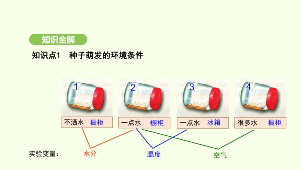 第三单元-第一章-第一节-种子的萌发课件-2024-2025学年七年级生物下学期人教版(2024)(