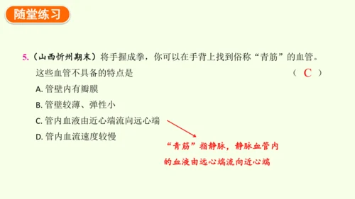 4.4.2血流的管道——血管-七年级生物下学期同步精品课件（2024人教版）(共30张PPT)