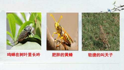 9《从百草园到三味书屋》课件(共33张PPT)2024-2025学年统编版语文七年级上册