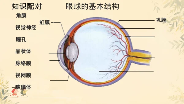 初中生物学人教版（新课程标准）七年级下册4.6.1人体对外界环境的感知课件(共33张PPT)