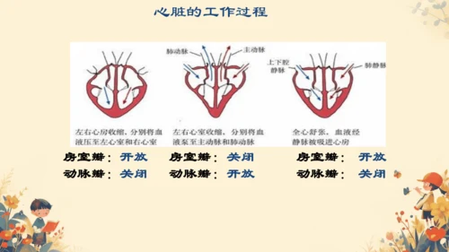 初中生物学人教版（新课程标准）七年级下册4.4.3输送血液的泵──心脏课件(共27张PPT)