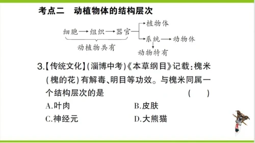 【掌控课堂-创优作业】人教版生物七(上)第二单元 第二章 细胞怎样构成生物体总结训练 (课件版)