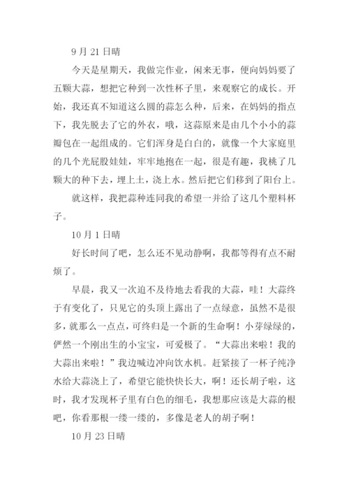 种大蒜观察日记.docx
