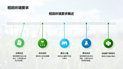 稻田科学种植