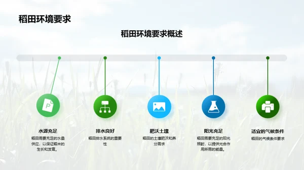 稻田科学种植