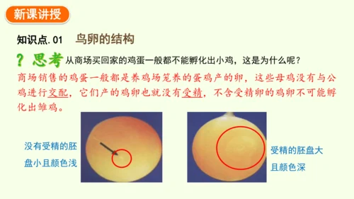 7.1.4鸟的生殖和发育-八年级生物人教版下学期同步精品课件(共24张PPT)