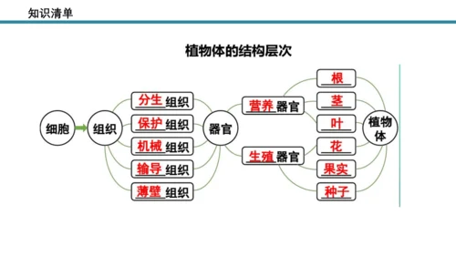 人教版生物七年级上册第一单元《生物与细胞》单元复习课件(共53张PPT)