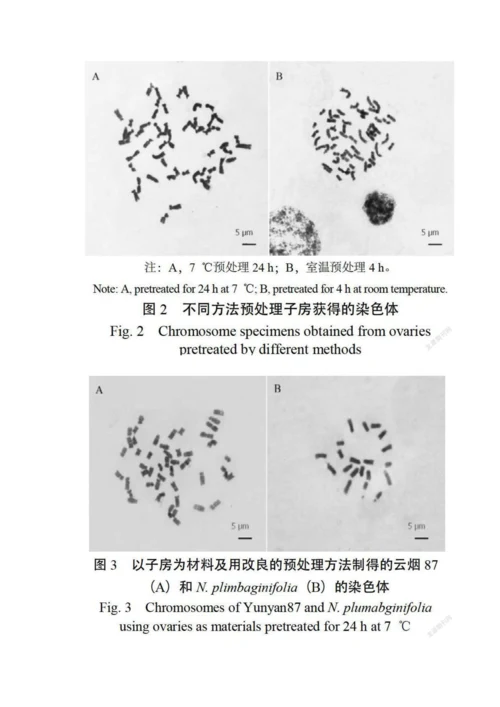 以子房为材料制备烟草染色体标本的方法.docx