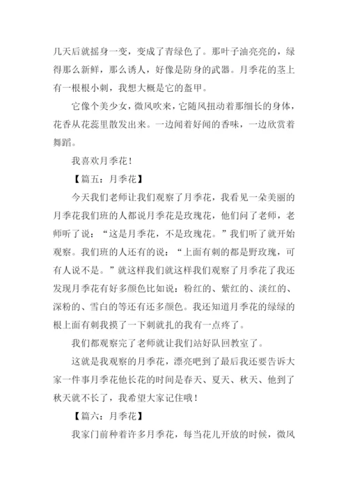 月季花作文200字-1.docx