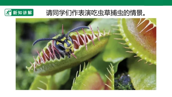 第二课《吃虫草》课件