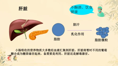 初中生物学人教版（新课程标准）七年级下册第4.2.2 消化和吸收课件(共21张PPT)