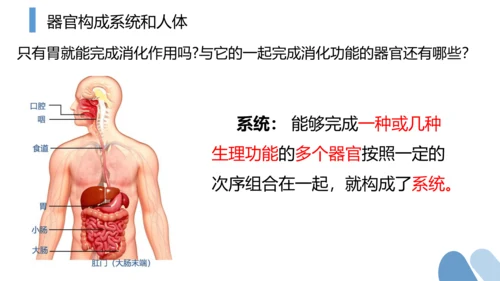 2.2.2 动物体的结构层次-2023-2024学年七年级生物上学期备课课件（人教版）(共26张PP