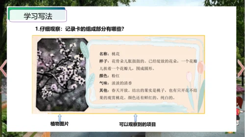 统编版三年级语文下册单元作文能力提升第一单元+习作：我的植物朋友（教学课件）