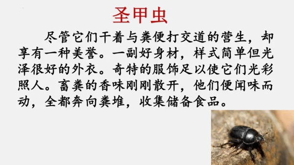 八年级上册语文第五单元 名著导读 《昆虫记》 课件